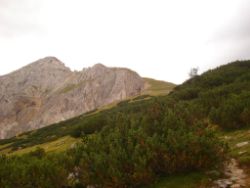 2013-09-08_6Falkenh-Steinfalk (091).JPG